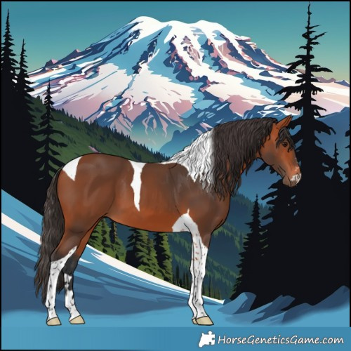 Horse Color:Bay Tobiano 