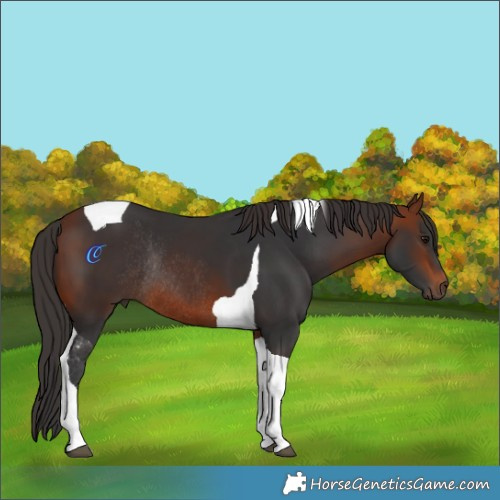 Horse Color:Bay Tobiano Rabicano 