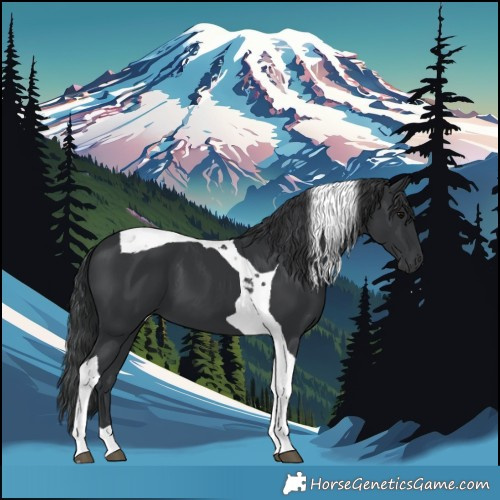 Horse Color:Black Tobiano 