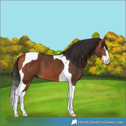 Horse Color:Bay Splash Tobiano 