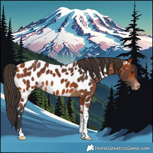 Horse Color:Bay Tobiano Appaloosa 