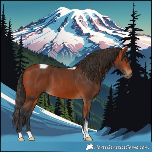 Horse Color:Bay Tobiano 