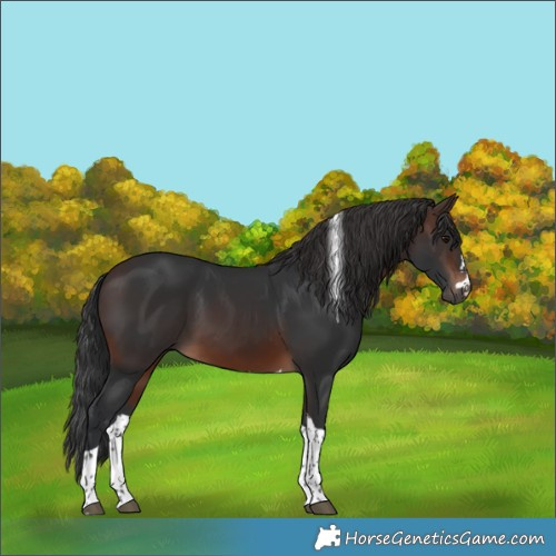 Horse Color:Brown Tobiano 