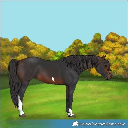 Horse Color:Brown Tobiano