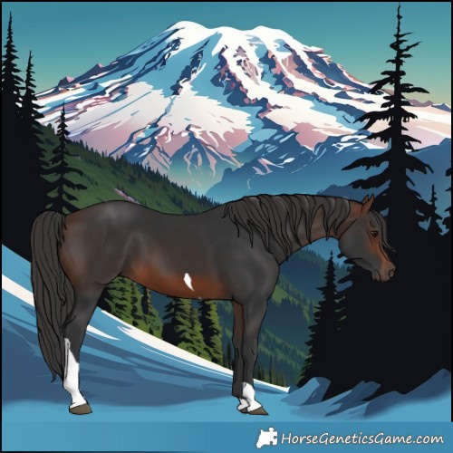 Horse Color:Brown Tobiano 