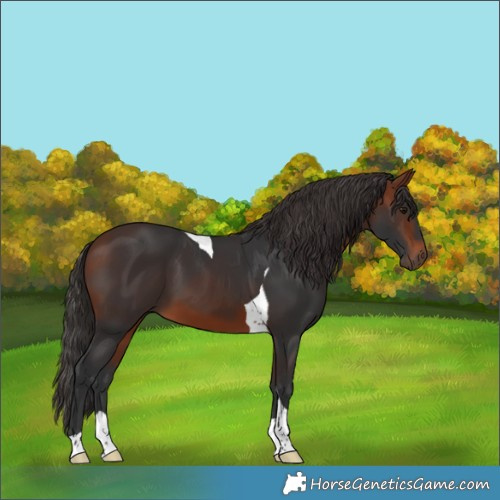 Horse Color:Bay Tobiano