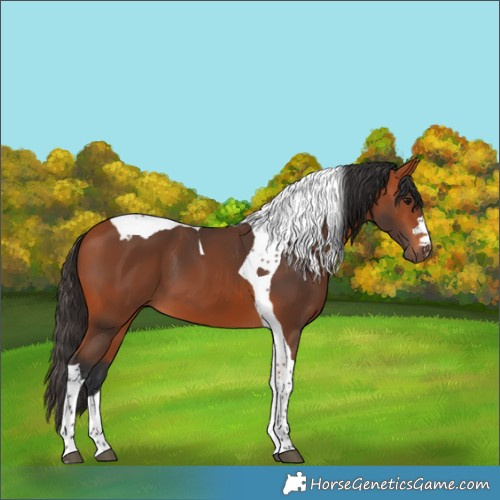 Horse Color:Bay Tobiano 