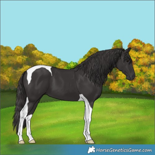 Horse Color:Smoky Black Tobiano 