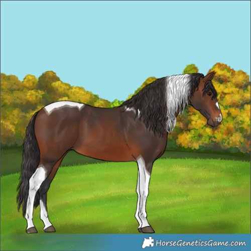 Horse Color:Brown Tobiano