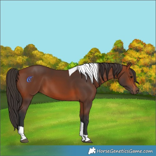 Horse Color:Bay Tobiano