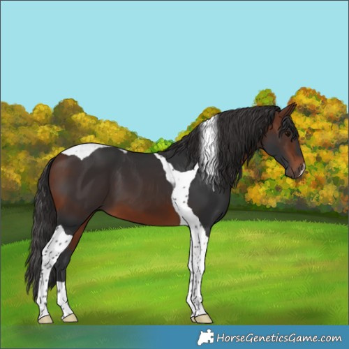 Horse Color:Bay Tobiano 