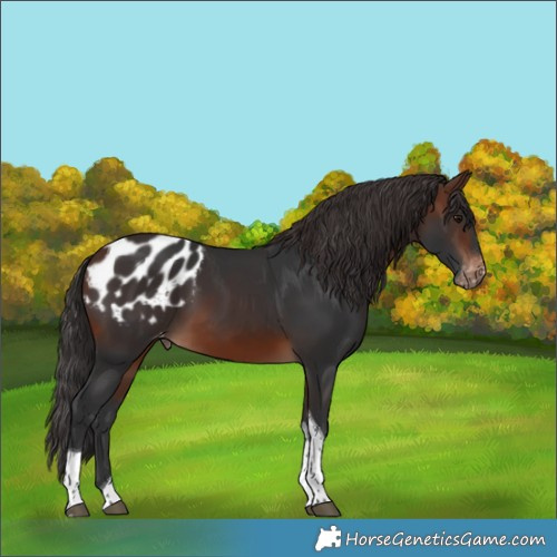 Horse Color:Brown Tobiano Appaloosa 