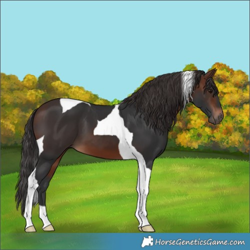 Horse Color:Brown Tobiano