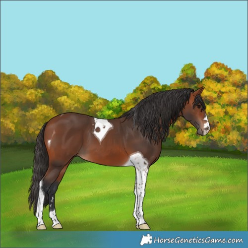 Horse Color:Bay Tobiano 