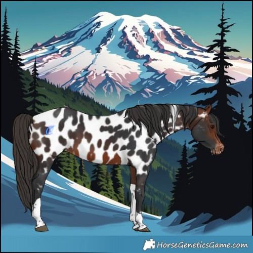 Horse Color:Bay Tobiano Near Leopard 