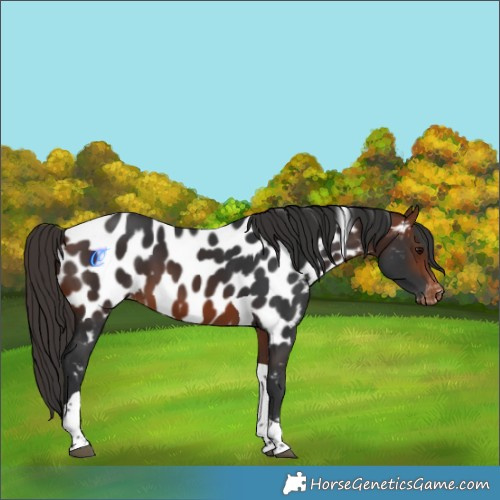 Horse Color:Bay Tobiano Appaloosa 