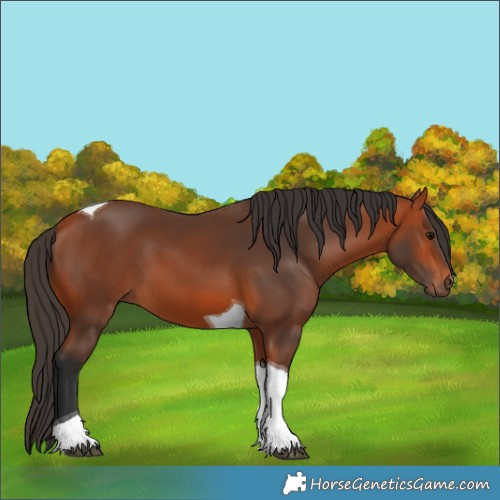 Horse Color:Bay Tobiano 