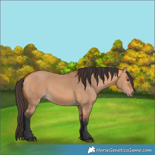 Horse Color:Bay Dun