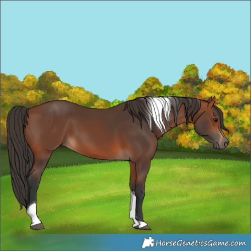 Horse Color:Bay Tobiano 