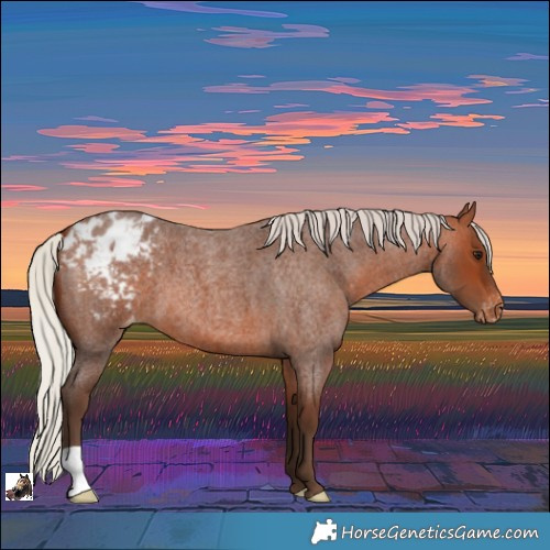 Horse Color:Silver Brown Roan Appaloosa 