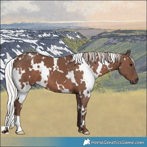 Horse Color:White Spotted Silver Black 