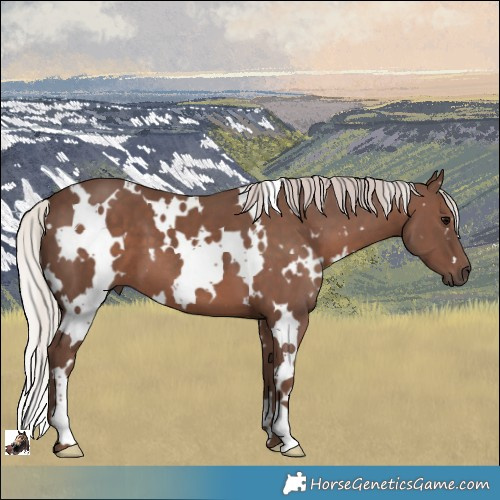 Horse Color:White Spotted Silver Black