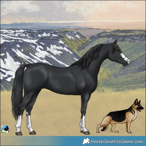 Horse Color:Black 