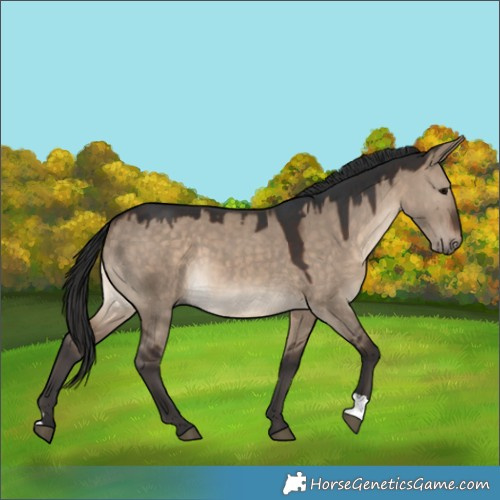 Horse Color:Brown Dun 