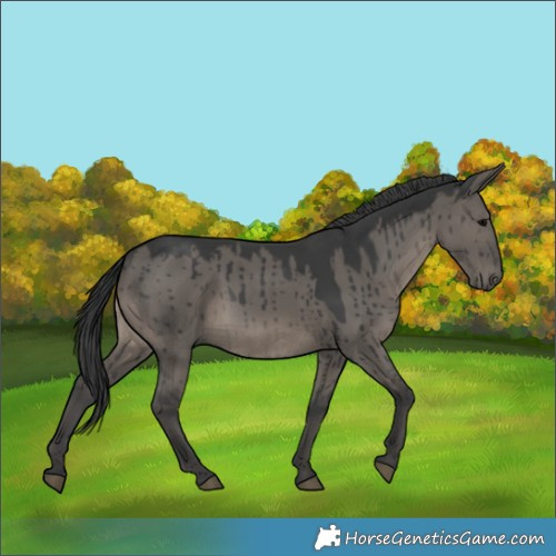Horse Color:Grullo Brindle 