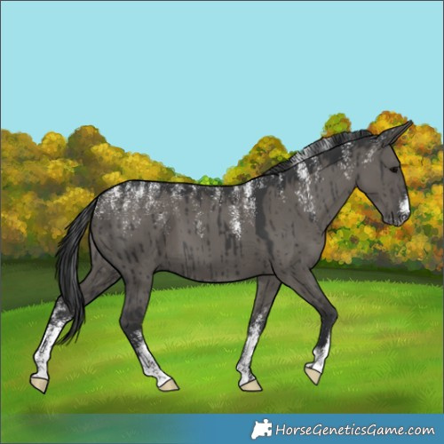 Horse Color:Powder White Grullo Brindle 