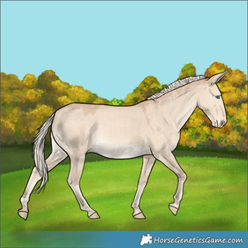 Horse Color:Cremello Dun 