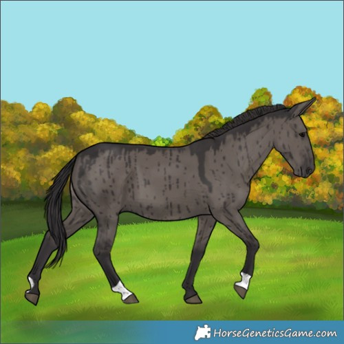 Horse Color:Smoky Grullo Brindle 