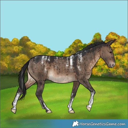 Horse Color:Powder White Brown Dun Brindle 