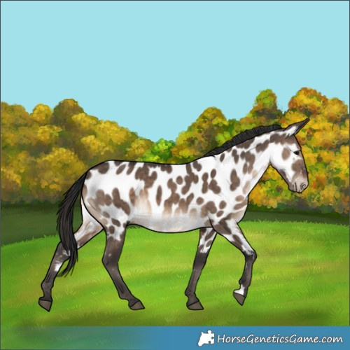 Horse Color:Brown Dun Appaloosa Brindle 
