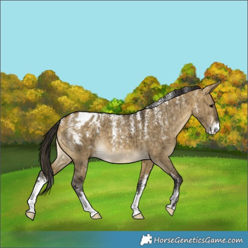 Horse Color:Powder White Buckskin Dun Appaloosa Brindle 