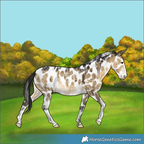 Horse Color:Powder White Buckskin Dun Appaloosa Brindle 