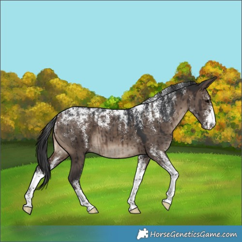 Horse Color:Powder White Brown Dun Appaloosa Brindle 