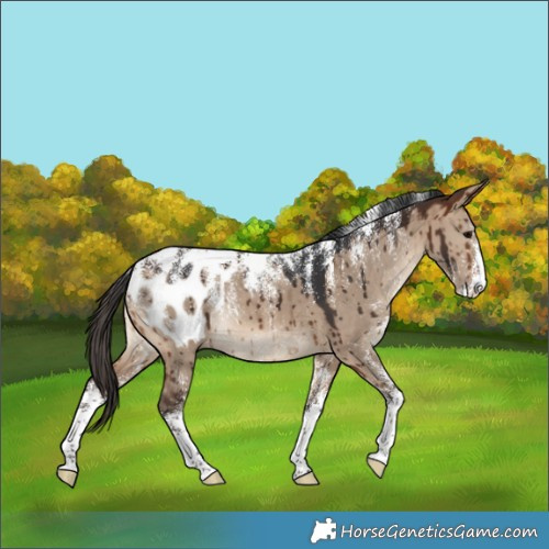 Horse Color:Powder White Brown Dun Appaloosa Brindle 