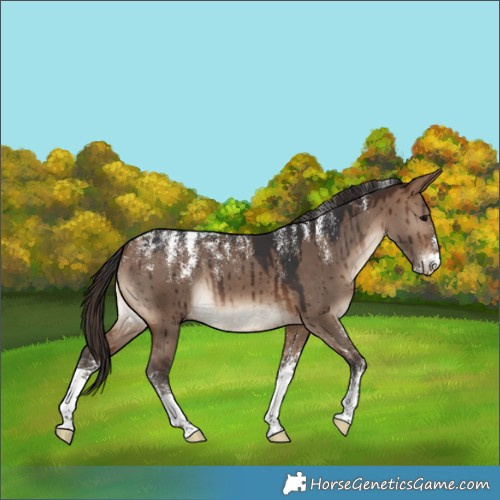 Horse Color:Powder White Brown Dun Appaloosa Brindle 