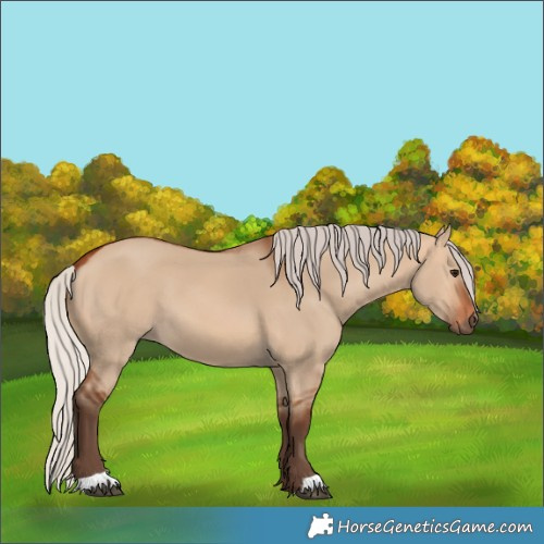 Horse Color:Silver Bay Dun 