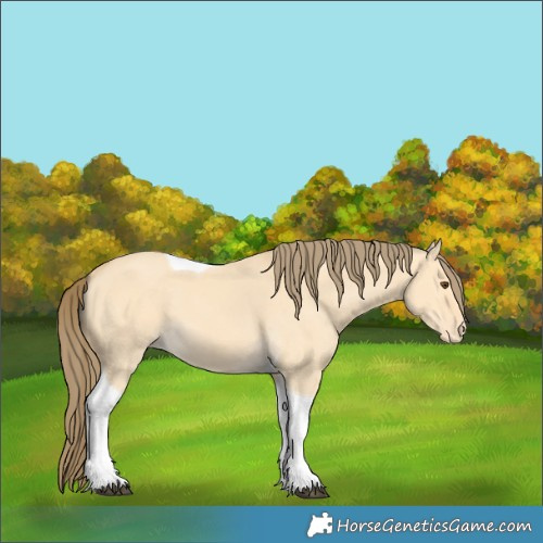 Horse Color:Buckskin Dun Tobiano Appaloosa 