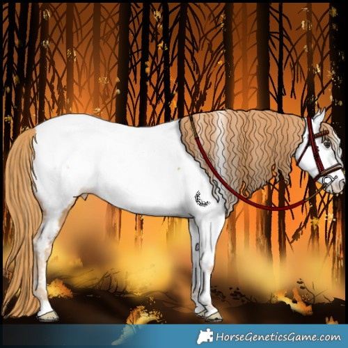Horse Color:Chestnut Appaloosa