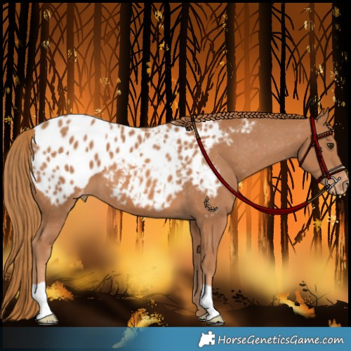 Horse Color:Chestnut Appaloosa