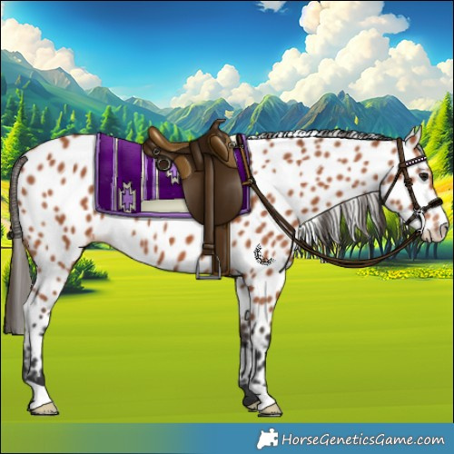 Horse Color:Bay Leopard