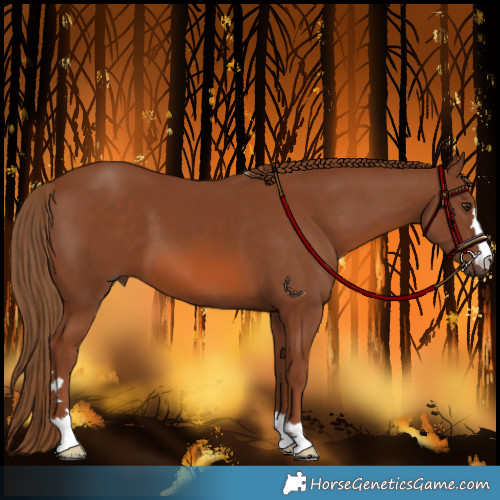 Horse Color:Chestnut 