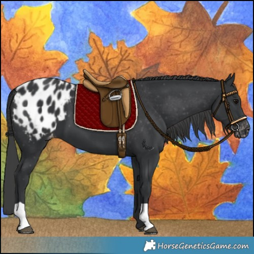 Horse Color:Black Blanket 