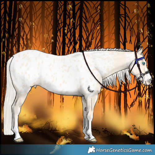 Horse Color:Cremello Appaloosa