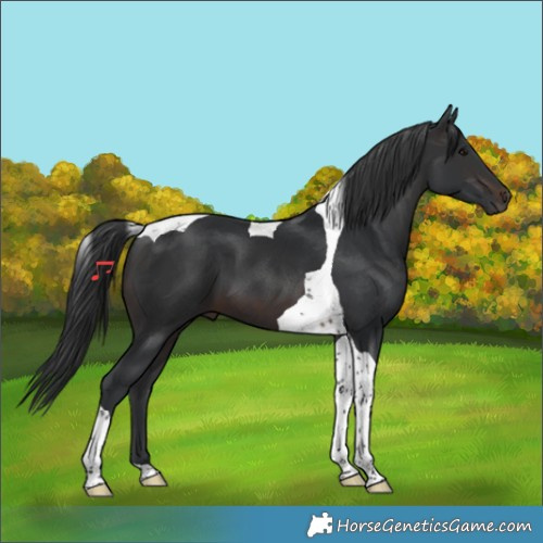 Horse Color:Brown Tobiano 