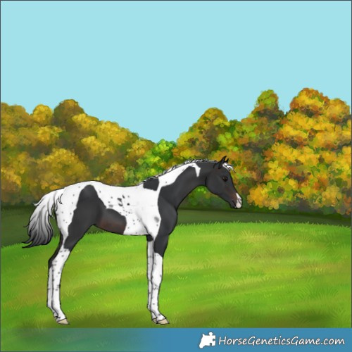 Horse Color:Brown Tobiano 