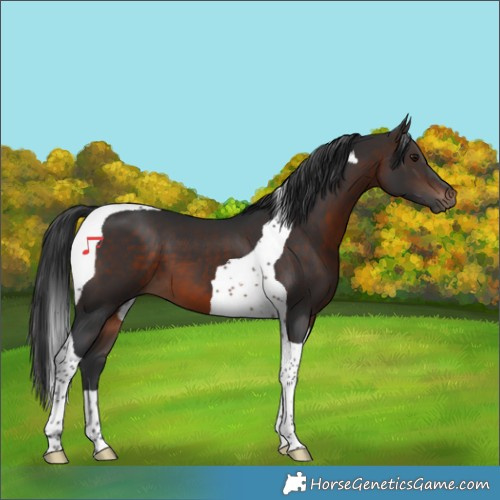 Horse Color:Brown Tobiano 